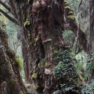 MOSSY FOREST
